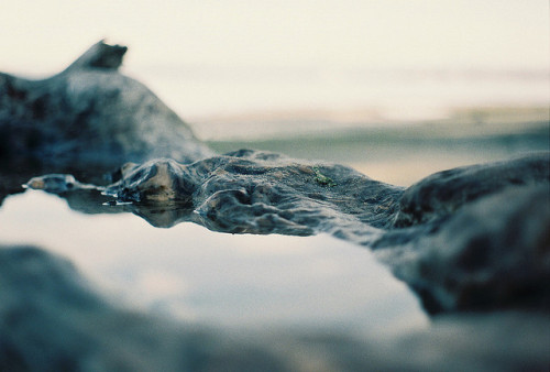 porclaim:  a puddle by oakmoss on Flickr.