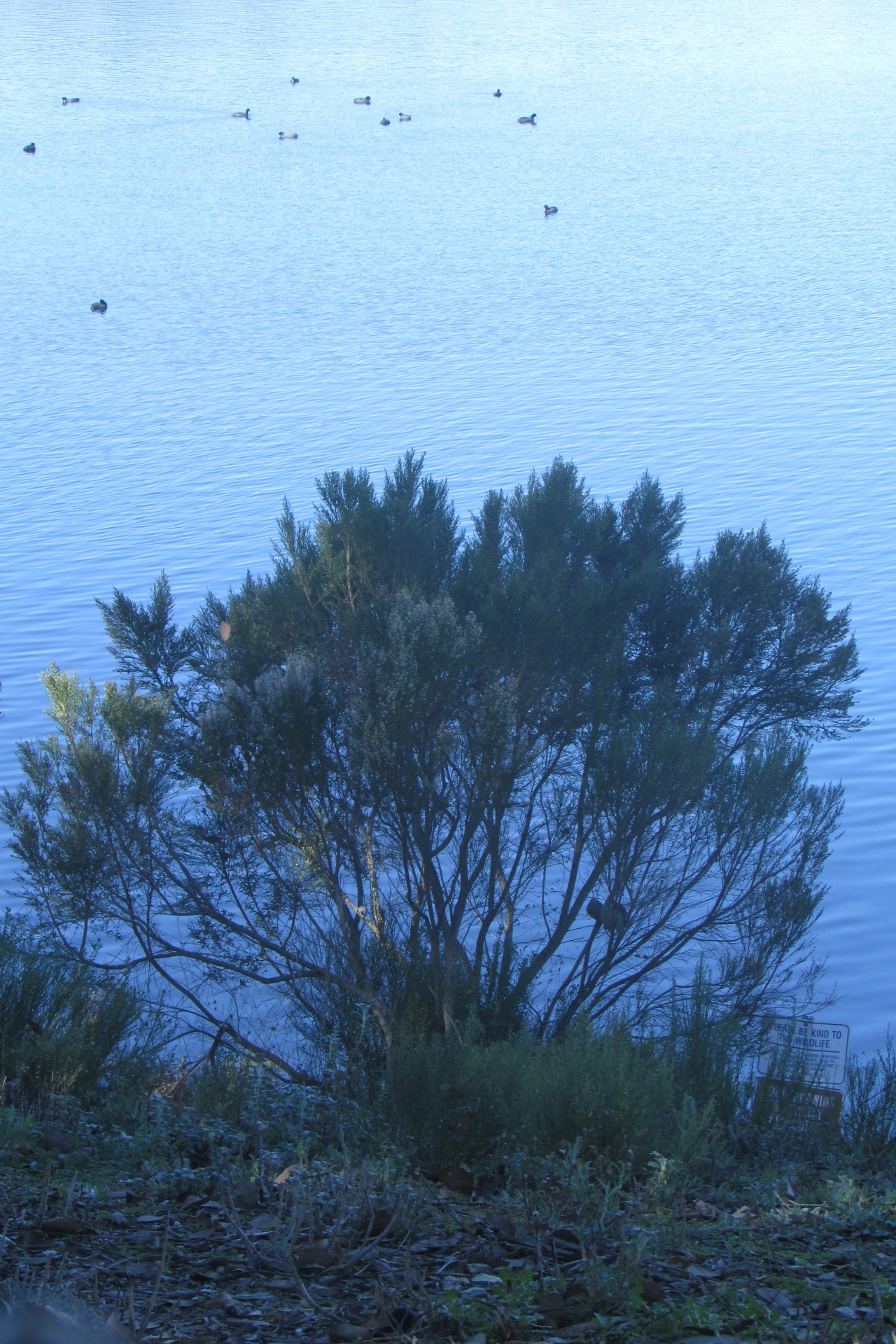 letsbeforestfriends:  Lake Mirimar, California. Photo taken in December 2013 by Letsbeforestfriends.