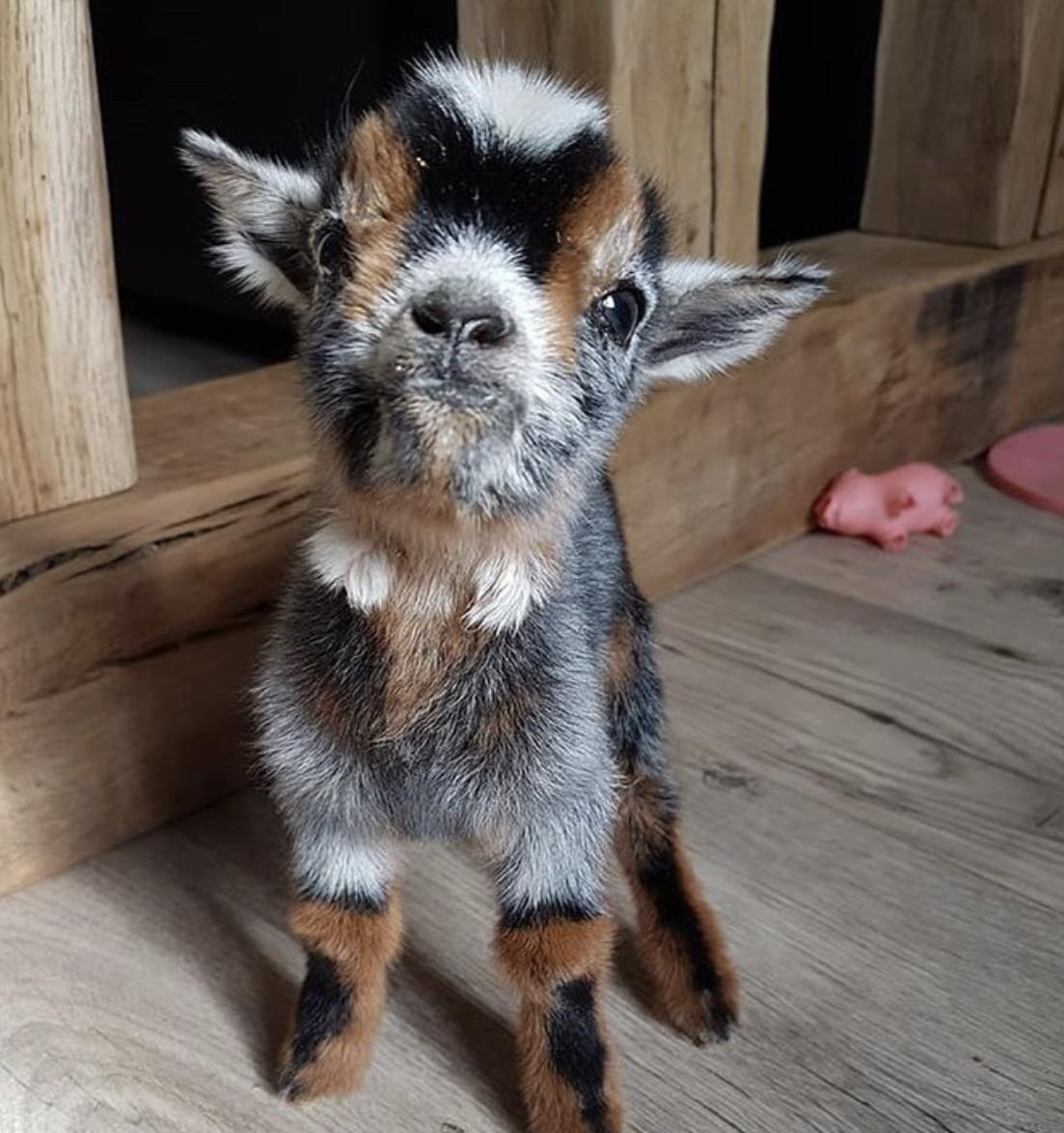 goats On Tumblr goats-on-tumblr