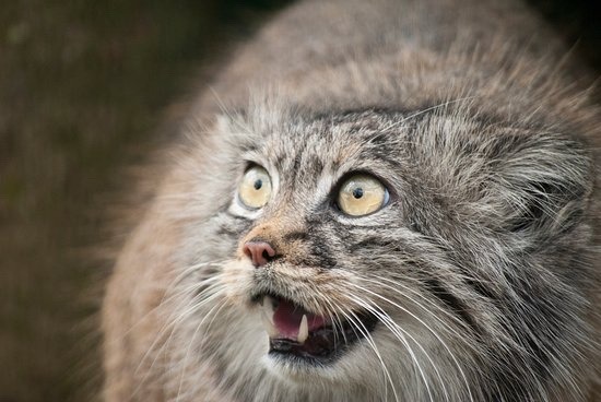 catsuggest:  I’m literally begging you to look at the manul cat at least once because