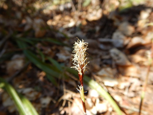 Carex plantaginea is a sedge that has gotten around quite a bit and even been separated a few times 