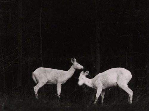 cats2019starringtaylorswift: One of the first known flash night photographs of wildlife shot in the 