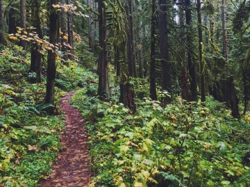 Rock of Ages Trail. Cascade Locks, Oregon (October, 2016).