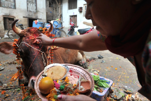 nubbsgalore:following yesterday’s kukur puja (featured here) is today’s gai tihar, the third day of 