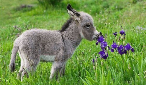 babyanimalgifs:baby donkeys are so underrated