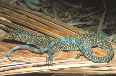 #monitor-lizard on Tumblr