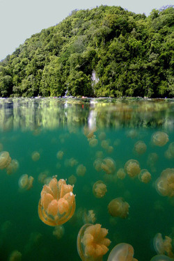 wolverxne:  The jellyfish evolved in the lake without any predators, and over time grew vegetarian and lost their ability to sting. Their red color is a result of an algae diet. The water in the lake is salty and connected underground to the ocean but