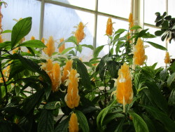 peace-and-awe:   Pachystachys lutea (aka lollypop plant or golden shrimp plant)     my original photography- please do not remove credit   