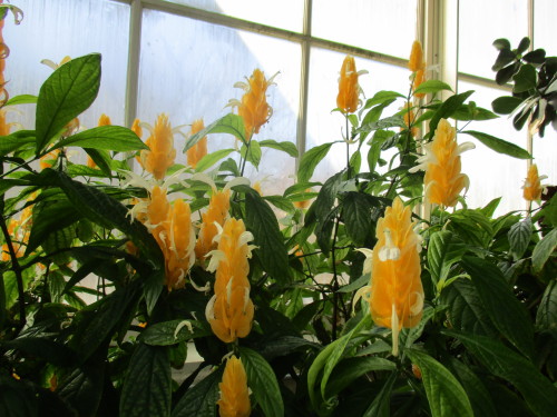 peace-and-awe:   Pachystachys lutea (aka porn pictures