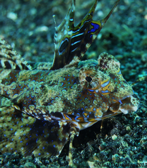 Dragonet Showoffby nialldeiraniya on Flickr.