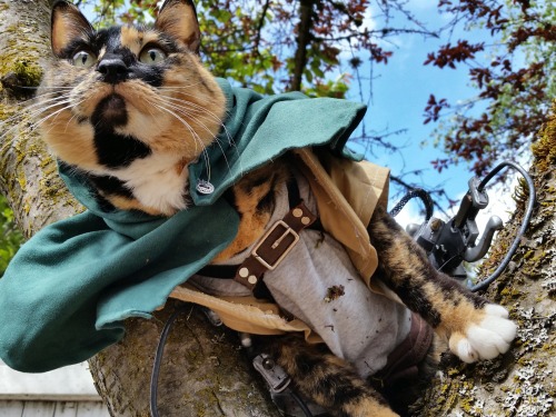 animechase:  Amazing Attack on Titan Cat CosplayAnime: Attack on Titan (Shingeki no Kyojin)Description: This amazing cosplay costume was actually hand made by this cat’s owner. Show the Artist some love, and visit their page for even more costumes!-