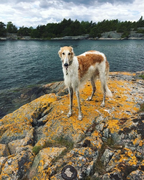 ingentinget: Salt sea zoi #koira #borzoi #sighthound #stockholmsskärgård (på/i N&au