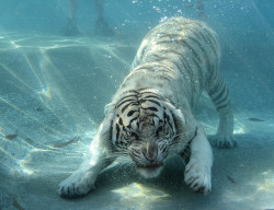 brutalgeneration:  Hey Tiger, look behind you!  Human drumsticks. by Eldad Hagar (Please support Hope For Paws) on Flickr.