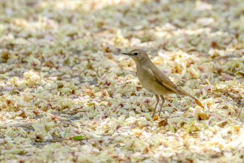 ノゴマ（Siberian Rubythroat）