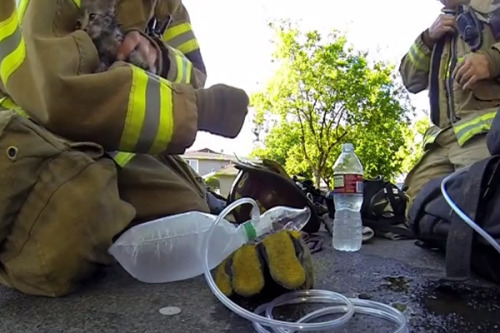 Fireman rescued and saved kitten. We love firemen…