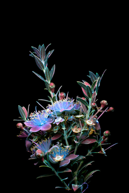 conspectusargosy:  These are similar to a flower I posted before, but the leaves are a different size. Nonetheless, they look pretty neat in UVIVF lighting. 