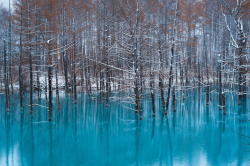 llbwwb:  (via 500px / The change of the season of a blue pond by Hiroaki Sawada)