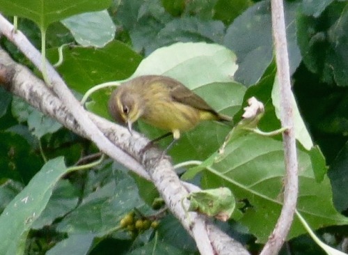 Thought it might be an immature prairie warbler, but now I think @simplecircuitry is right and it’s 