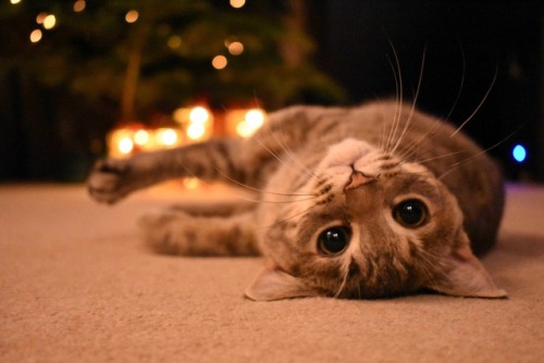 awwww-cute:Cleo wanted a picture in front of the Christmas tree. Absolute poser. (Source: ift