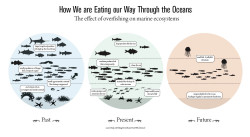 underthevastblueseas:  OVERFISHING- Many marine ecologists think that the biggest single threat to marine ecosystems today is overfishing. Our appetite for fish is exceeding the oceans’ ecological limits with devastating impacts on marine ecosystems.