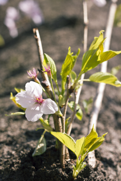 2014 Hanami - Yoyogi Park Walk（２０１４花見ー代々木公園歩き）