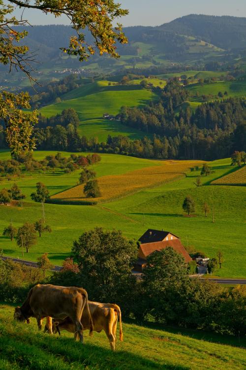 allthingseurope:Hirzel, Switzerland (by Ricardo)