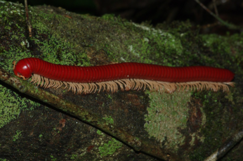 Red millipede (diplopoda) by  Paul