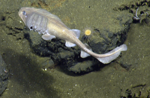 Preserved specimens and a life photograph of the tadpole-like head shark, Cephalurus cephalus.www.cm