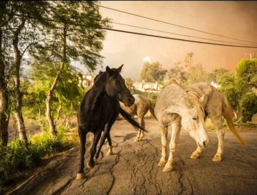 blankiejacket:Animals affected by the California wildfires. Horses, llamas, alpacas, and an owl taki