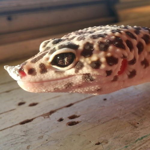 snoots-and-boops:Emoji shoved his face in the calcium and came back with a horn