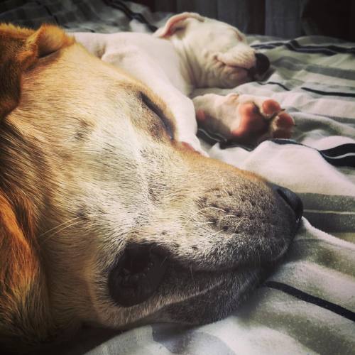 ❤️ #maxandarlo #labrador #puppy #dogsofinstagram #dog #sleeping #cute