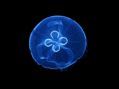 Who Needs All Their Arms Anyways? A recent discovery made by biologist Michael Abrams has found a fa