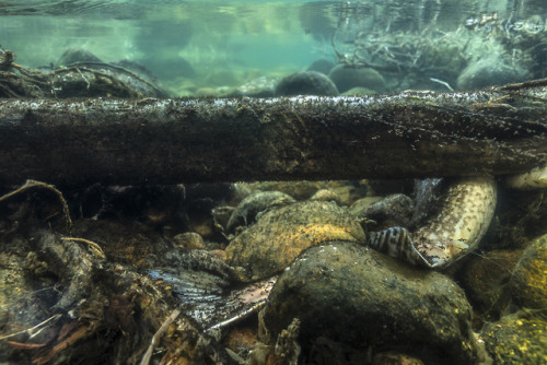 Underwater freshwater photography from Finland. Shot in several lakes around northern Finland. 2018-