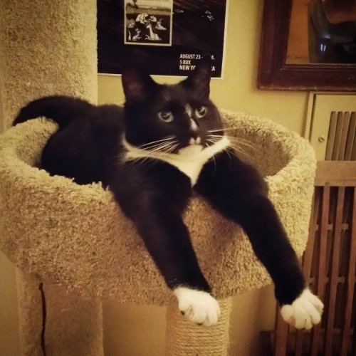 online-cats:  This is one of our four babbies, Wednesday. There are times when we’re certain she’s actually an alien.