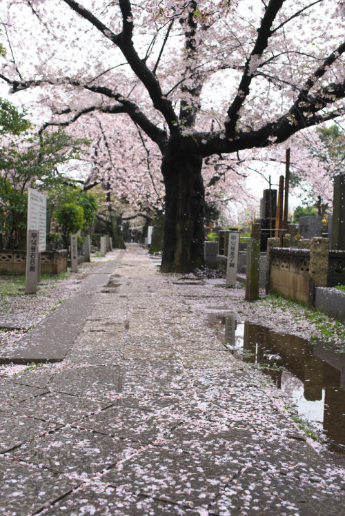 iesuuyr: 東京路地裏散歩 雨の谷中散策 2016年4月7日 by Masaki Tokutomi