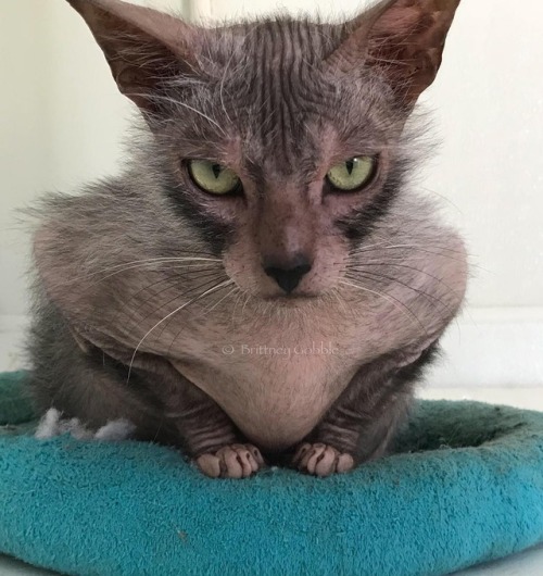 “Uh Oh” was not amused&hellip; #lykoi #lykoicat