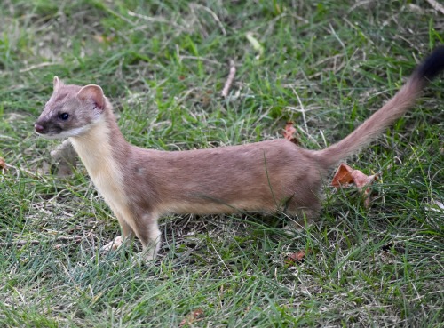 I’ve had a few ‘almost’ experiences with weasels, but I’ve never had a chance to get a good photo. T