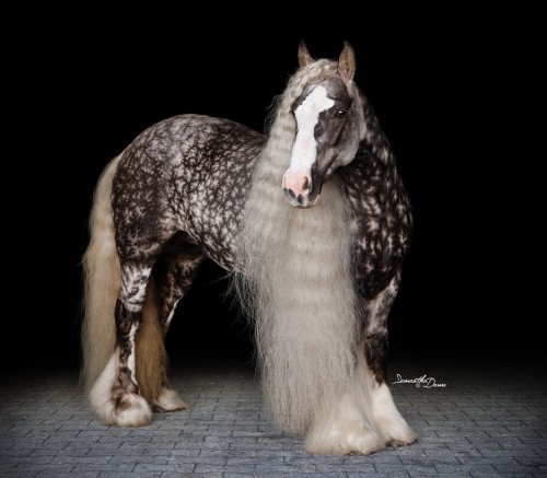 horsesarecreatures: Dungarvan Flirtini - Irish Cob MarePhotography by Samantha Dawn