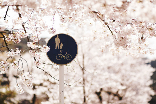 japan-overload: 桜の下 by sunnywinds* on Flickr.