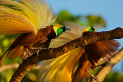 In All Their Feathered Glory (Birds Of Paradise)