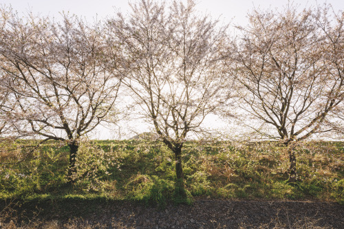 2022-04-09Spring, Cherry BlossomCanon EOS R3 + RF15-35mm f2.8L ISInstagram  |  hwantastic7