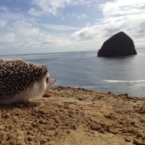 thefrogman:  Biddy the Hedgehog [instagram] 