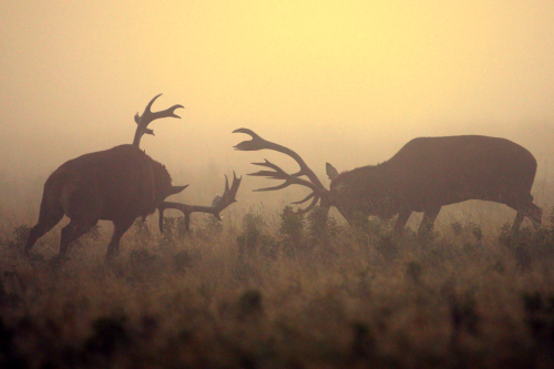 nubbsgalore:  the autumn rut in england’s richmond park, photographed by dan kitwood 