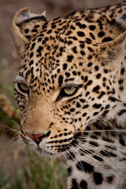 big-catsss:  Leopard. by dreizehn28 on Flickr. 