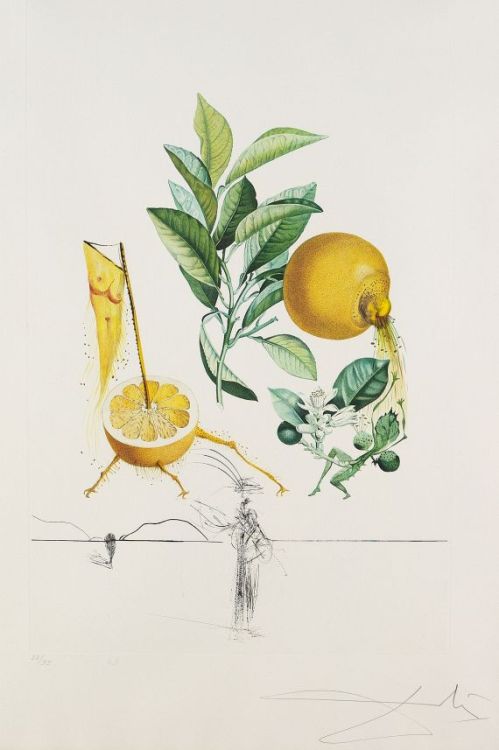 Salvador Dalí. Pamplemousse érotique, 1969.