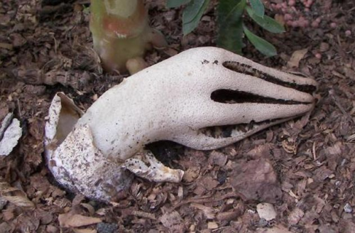 Favorite Fungi / Mushrooms: