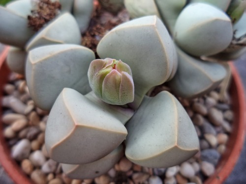 magicbuffet: cadaverbox:sixpenceee:Lapidaria margaretae is a genus of dwarf succulent plants. Th