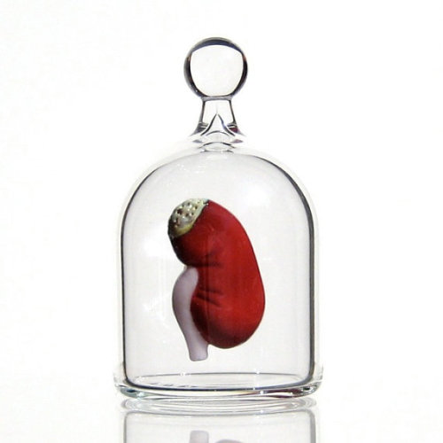 myampgoesto11: Hand blown glass miniature “Anatomy in a Jar” series by Kiva Ford Ki