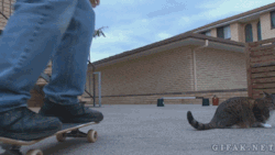 cute-overload:  Badass cat finished skateboard