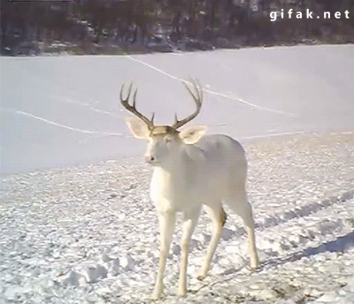 unseeliequeen:
“ tawnks:
“ gifak-net:
“ Wisconsin White Deer Surprised by his own Antlers Shedding
”
aw hell no
”
Deer, although graceful and lovely, are fucking morons.
”